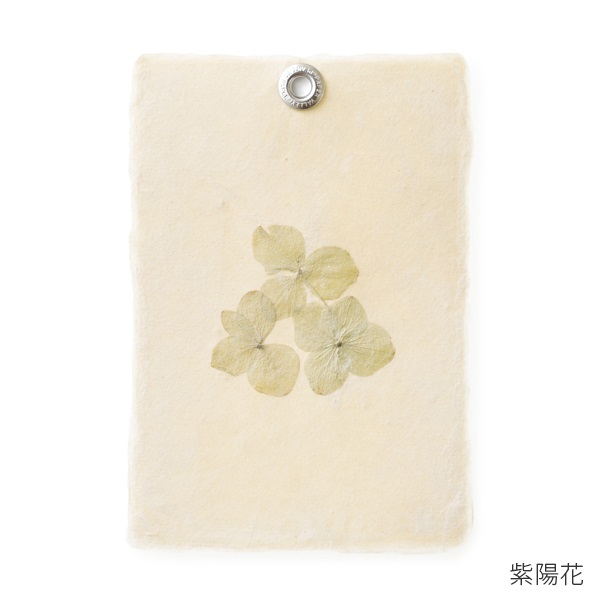 PAPER VALLEY　gift paper　植物入り