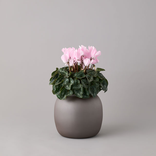 TOBE　tsubo 赤砥RF L