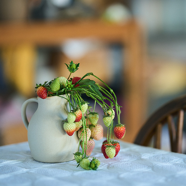 TOBE　mizusashi 赤砥OF S