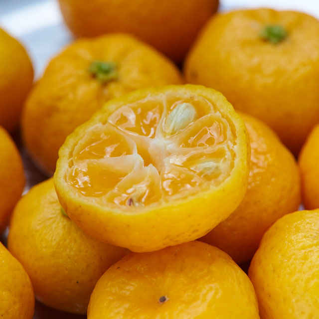 【予約商品・EC常設】奈良御菓子製造所 ocasi シルクチーズケーキ ハーフサイズ・ 大和橘ジャム セット（4/24-25発送分）