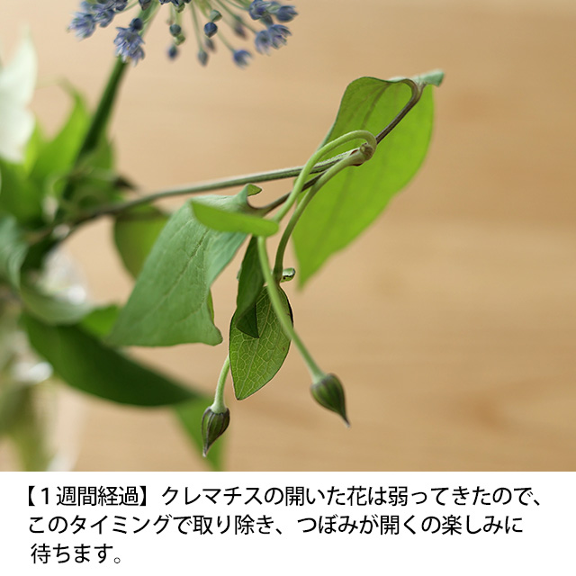 【予約商品】【WEB限定】【数量限定】LIFFTコラボレーション　夏の花と花入れ