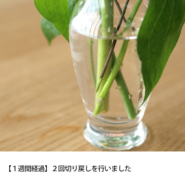 【予約商品】【WEB限定】【数量限定】LIFFTコラボレーション　夏の花と花入れ