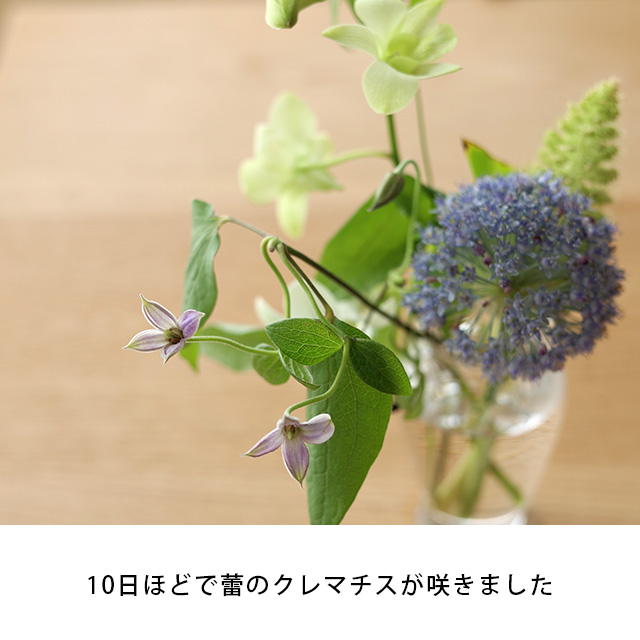 【予約商品】【WEB限定】【数量限定】LIFFTコラボレーション　夏の花と花入れ