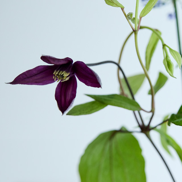 【予約商品】【WEB限定】【数量限定】LIFFTコラボレーション　夏の花と花入れ
