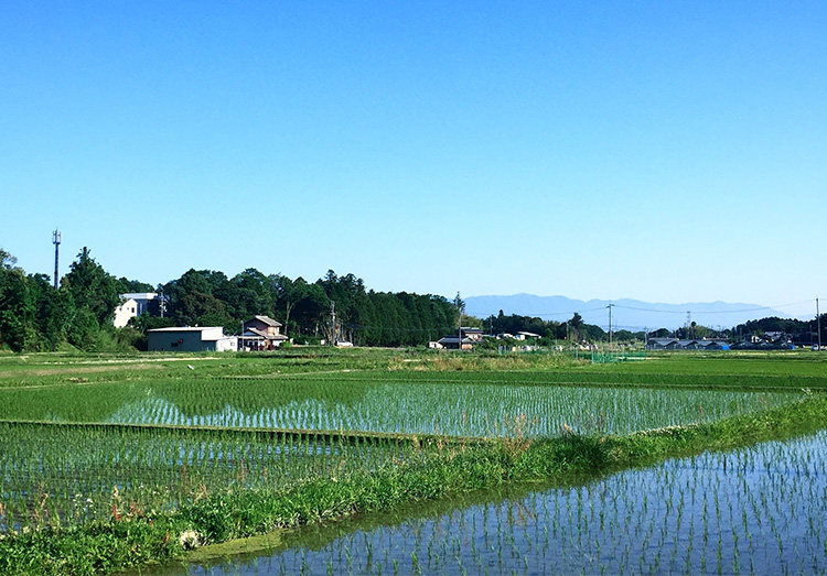 湖国いろどりあきつ米