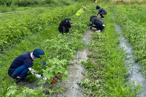 野菜や綿を育てるおだやかな畑を、ひらく。