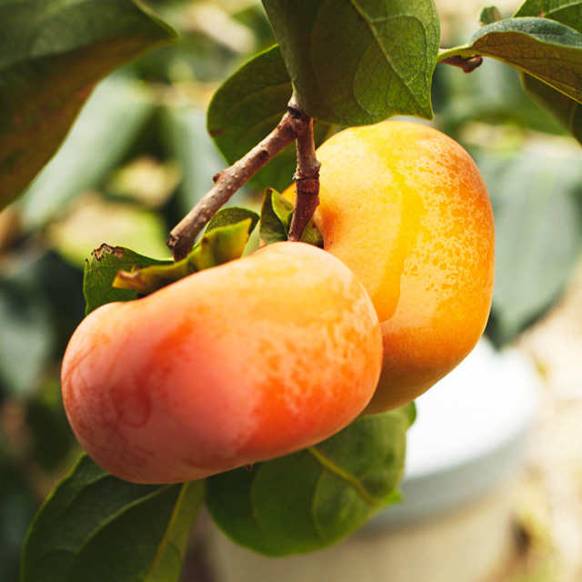 【予約商品・WEB限定・数量限定】百年柿 嘉来（かき）【送料込・ノベルティ対象外】