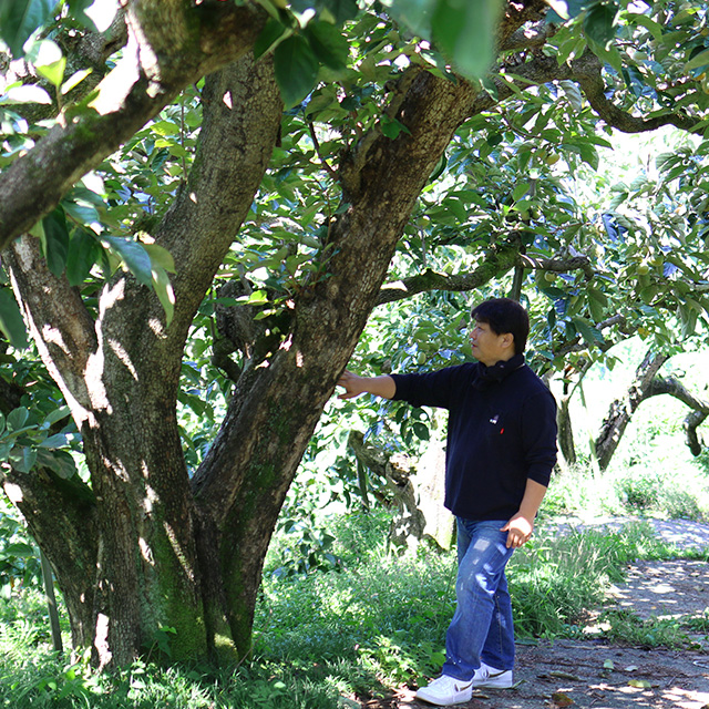 【予約商品・WEB限定・数量限定】百年柿 嘉来（かき）【送料込・ノベルティ対象外】